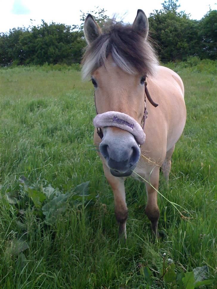 Fjordhest Karamel (solgt) billede 15