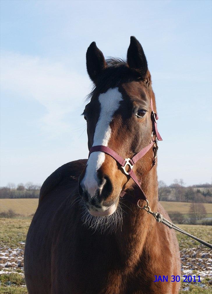 Dansk Varmblod Drudgaards Mylady >>Avl<< - Mylady 1½ mdr. til termin 2011 billede 10