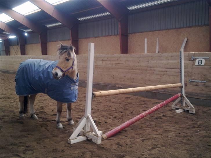 Fjordhest Karamel (solgt) - har lige sprunget dette spring billede 16