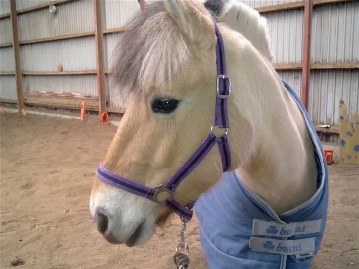 Fjordhest Karamel (solgt) - smukke pony billede 17