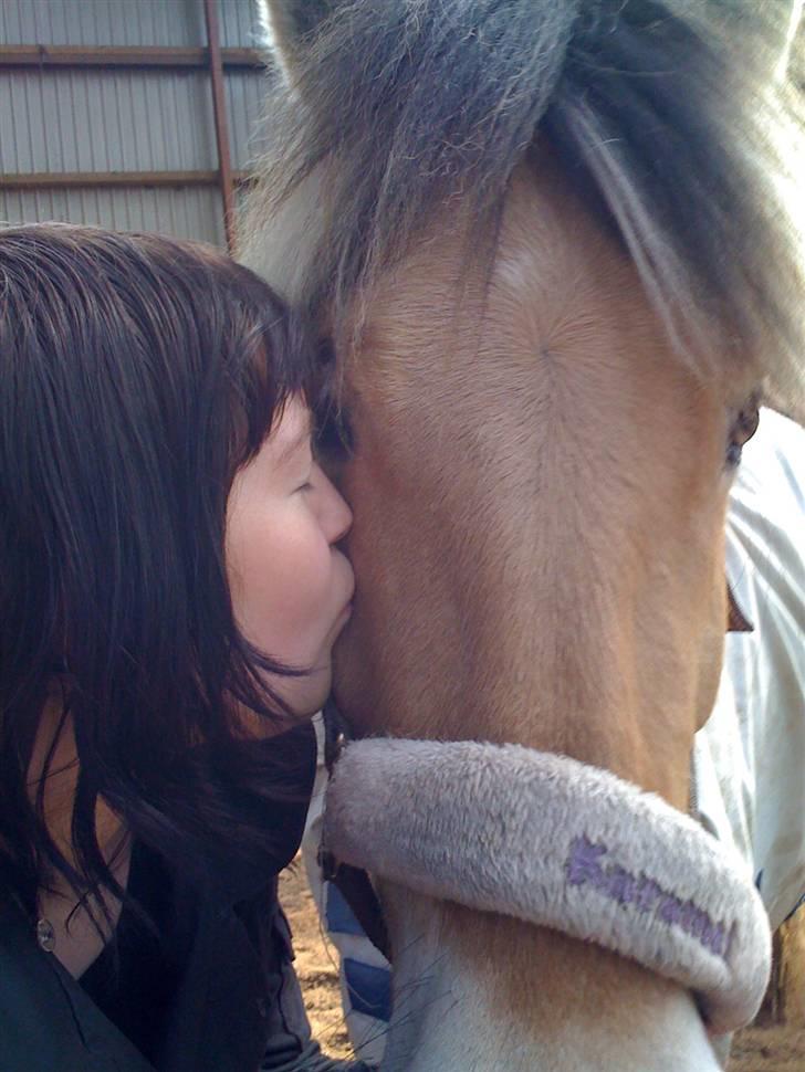 Fjordhest Karamel (solgt) - oorrrhhhh.... jeg elsker også dig mor billede 18