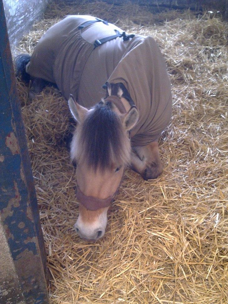 Fjordhest Karamel (solgt) - en dovne dag billede 19