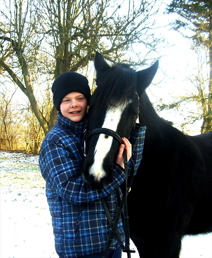 Irish Cob Esmeralda - et skønt billede billede 16