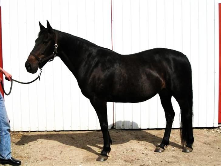 Traver Exposito Attack - Fra salgsannoncen (forrige ejer) billede 13