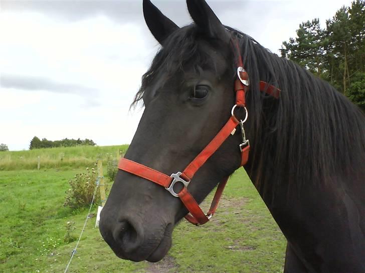Frieser wytske z.van solgt - dagen efterjeg fik dig  billede 1