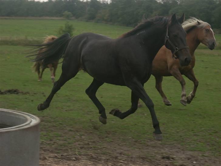 Traver Exposito Attack - Da jeg lige havde fået hende hjem inden hun blev flyttet over på skolen ;-) billede 14