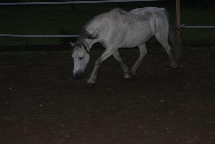 Welsh Mountain (sec A) "Mysse"  - 8/8-09 billede 12