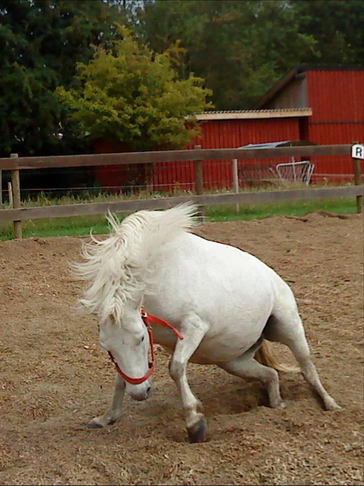 Shetlænder Maja  billede 11