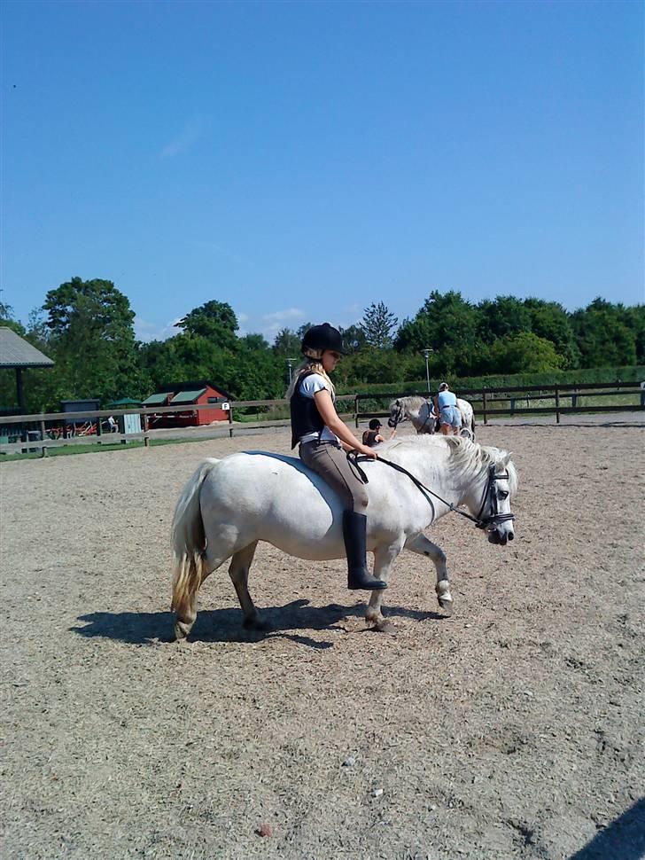 Shetlænder Maja  - louise rider hende<3 billede 2