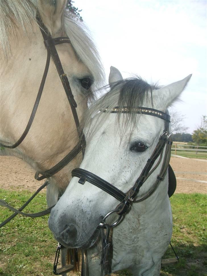 Welsh Mountain (sec A) "Mysse"  - 8/8-09 - robin og mysse kan godt lide hinanden :P  billede 13