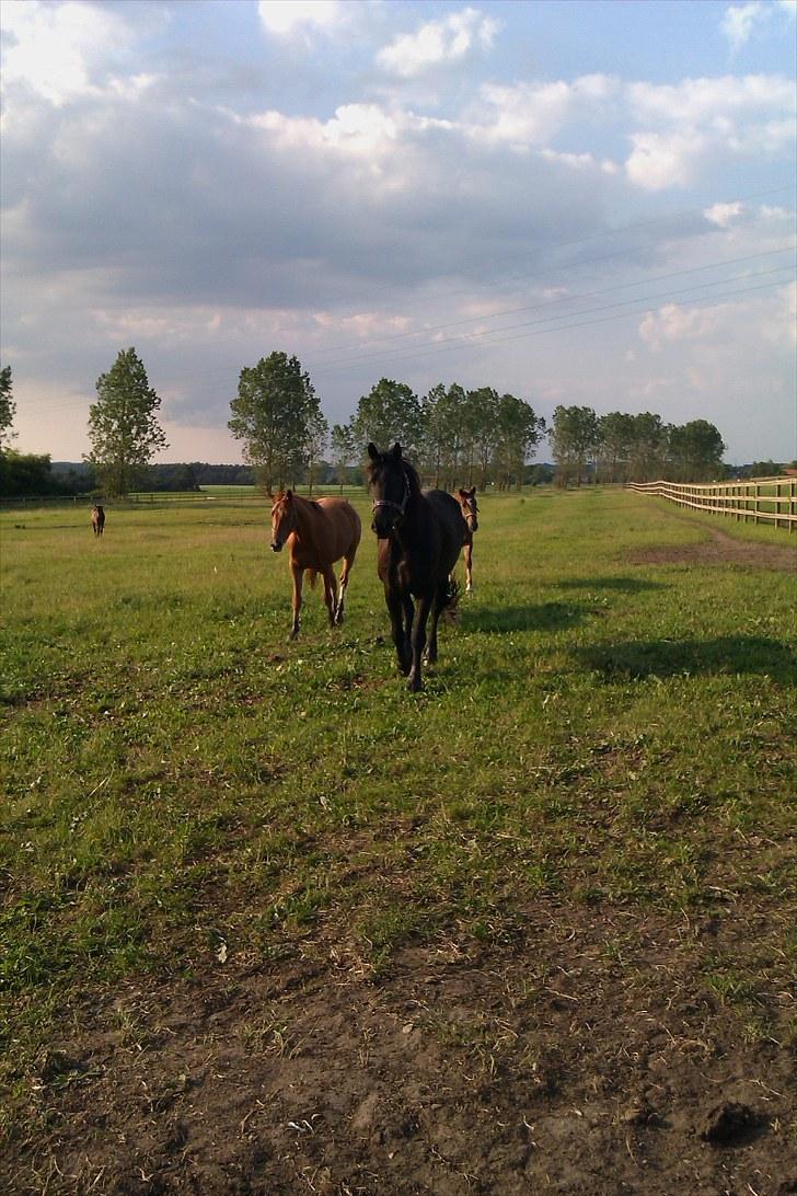 Frieser wytske z.van solgt billede 6