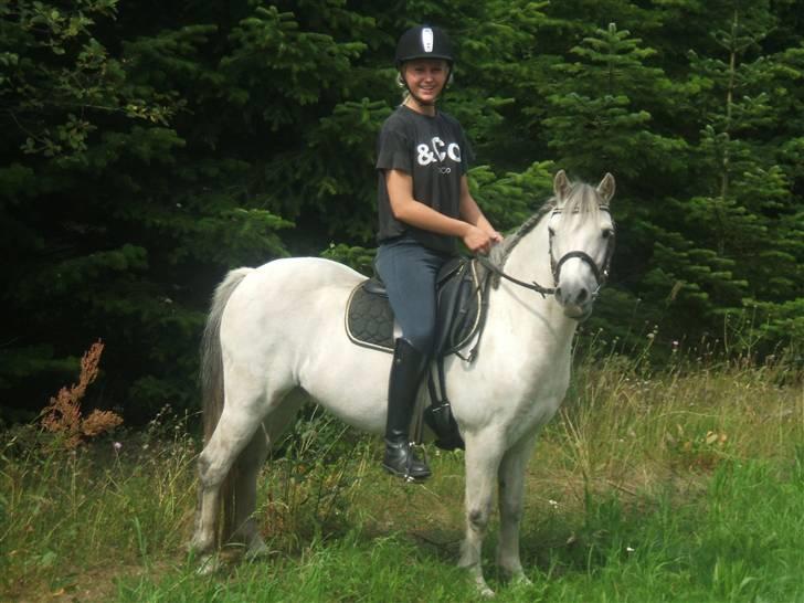 Welsh Mountain (sec A) "Mysse"  - 8/8-09 - Mette og Mysse i opstilling :D  billede 17