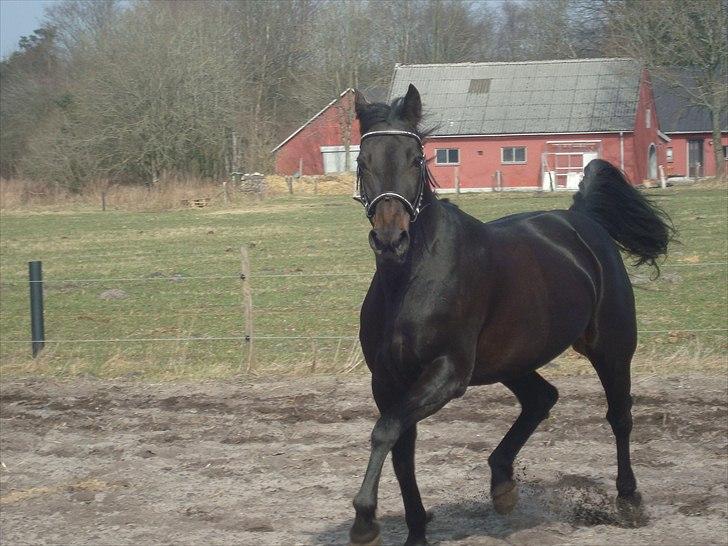 Traver Exposito Attack billede 16