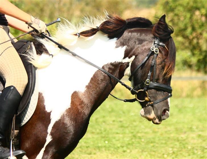 Irish Cob | Rain |  - 8/8 - DRESSUR ..  09 billede 8