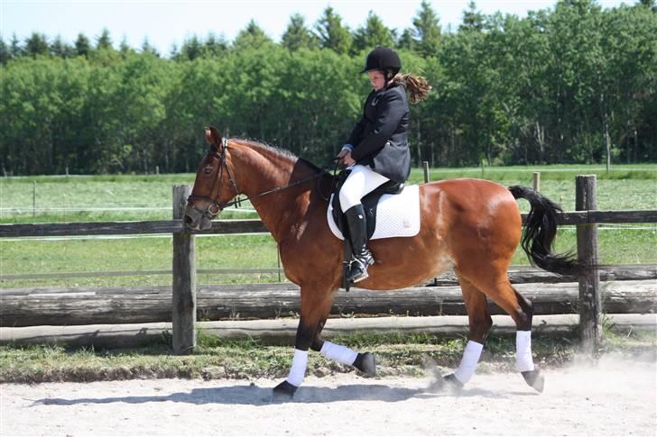 Anden særlig race Fay (bedste hoppe ever) - Til pinse-stævne på solbakken.... Foto: Malene Ølgod.  billede 9