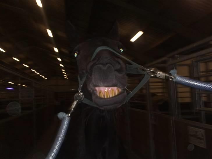 Traver Exposito Attack - Lugtede lige til flue sprayen. billede 18