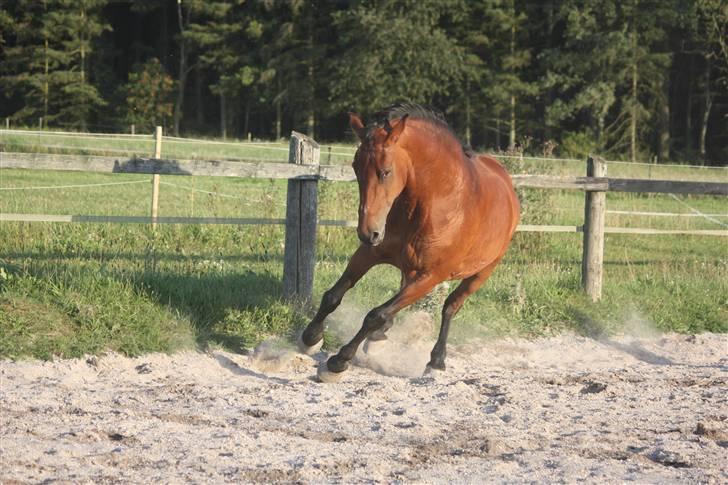 Anden særlig race Fay (bedste hoppe ever) - Ihh, hvor er det sjovt herude på banen.... Foto: Malene Ølgod.  billede 13