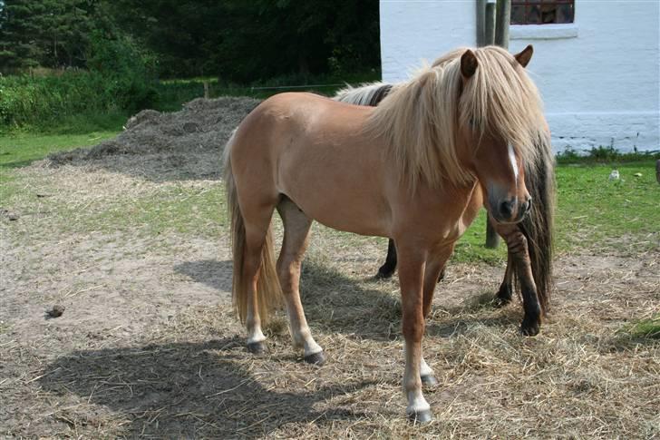 Islænder Modi fra langtved billede 6