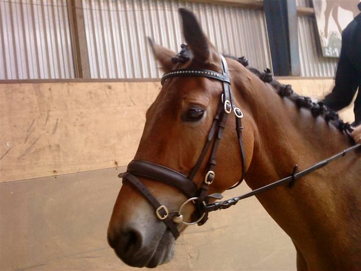 Dansk Varmblod Pyrussander Elevhest - ET lille nærbillede til stævne :) billede 5