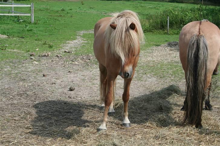Islænder Modi fra langtved billede 7
