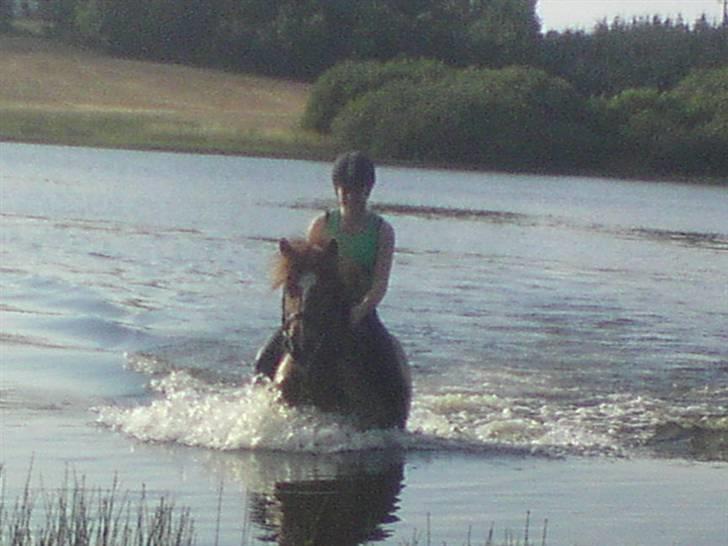 Anden særlig race Bobby Solgt - han kan svømme!! billede 9