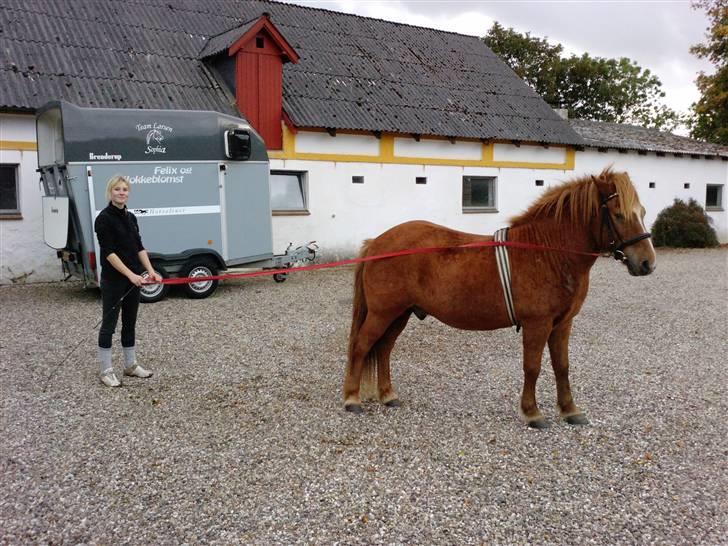Anden særlig race Bobby Solgt - prøver at tilkøre ham på min egen måde.. billede 10