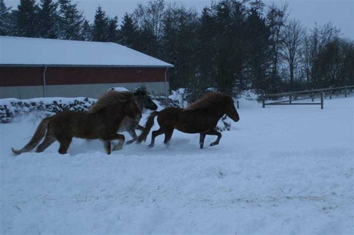 Islænder Modi fra langtved billede 8