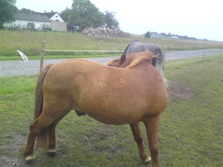 Anden særlig race Bobby Solgt - uh uh det klør billede 11
