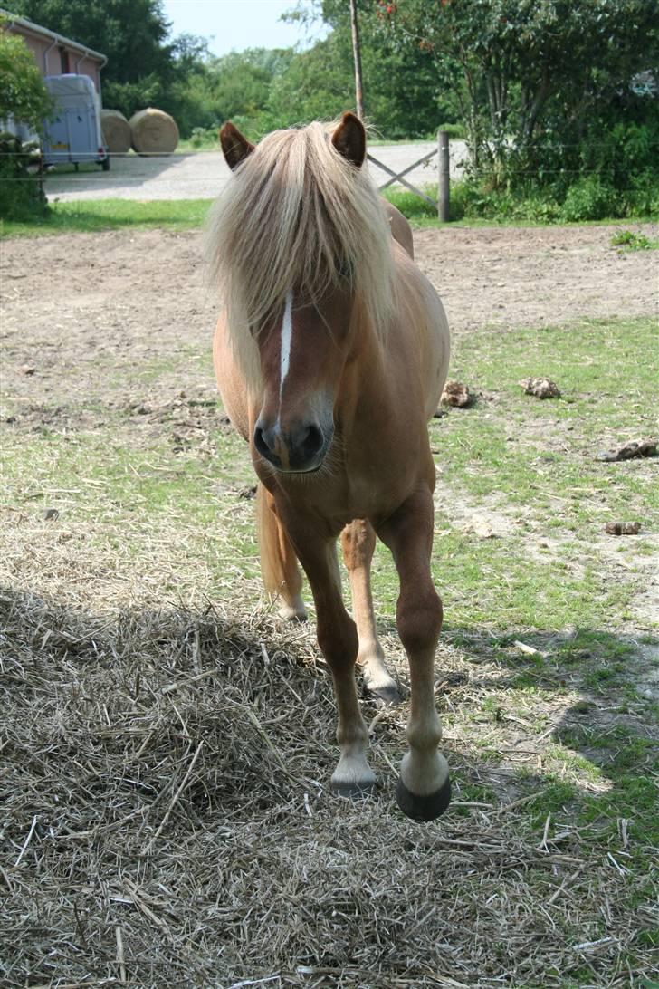 Islænder Modi fra langtved billede 9