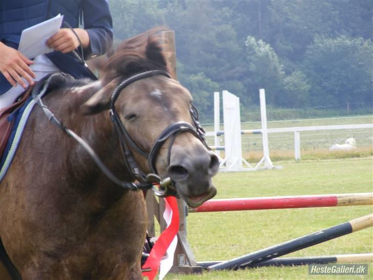 Anden særlig race Miss Dondy billede 10