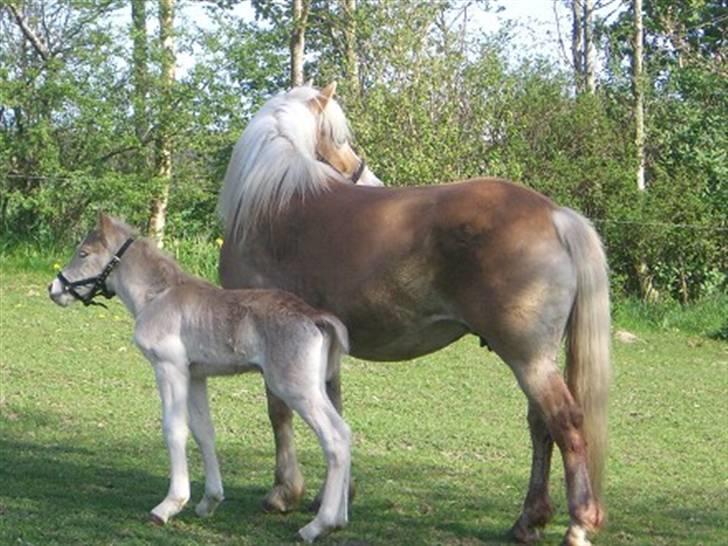Haflinger Noah hestvang solgt - noah og hans mor  billede 3