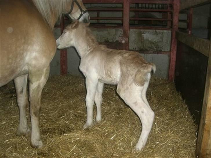 Haflinger Noah hestvang solgt - noah 5 timer gammel billede 5