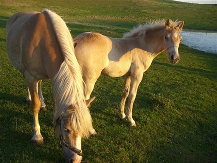 Haflinger Noah hestvang solgt - ved at blive voksen  billede 6