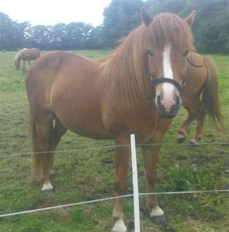 Islænder Iði  x-part billede 3