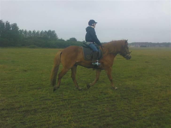 Islænder Iði  x-part billede 4