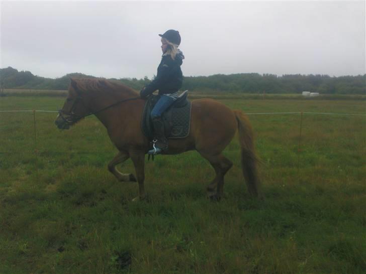 Islænder Iði  x-part billede 5