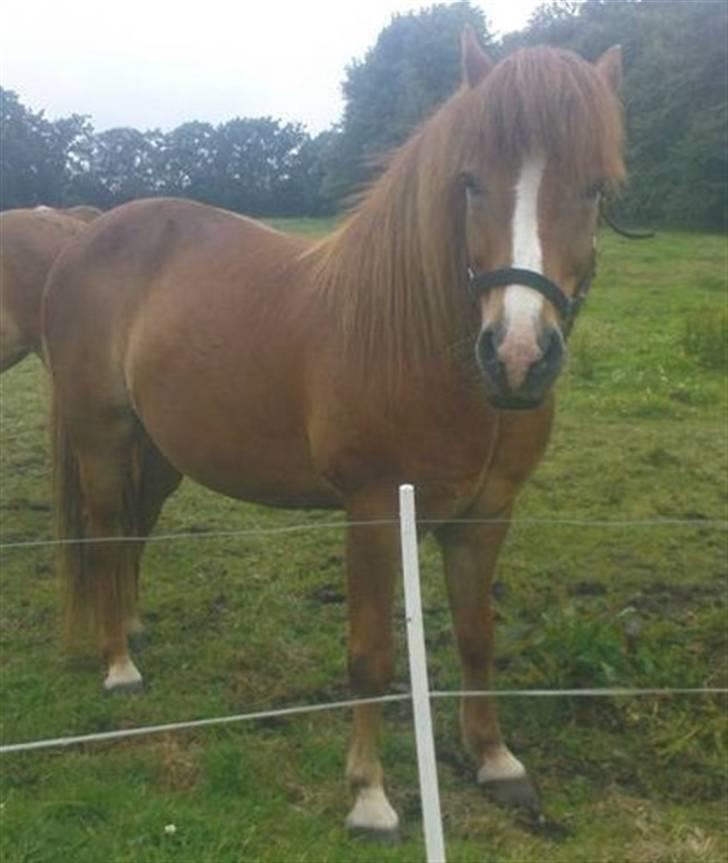 Islænder Iði  x-part billede 6