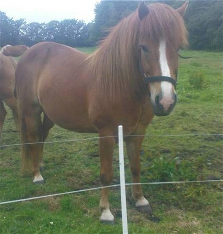 Islænder Iði  x-part billede 7