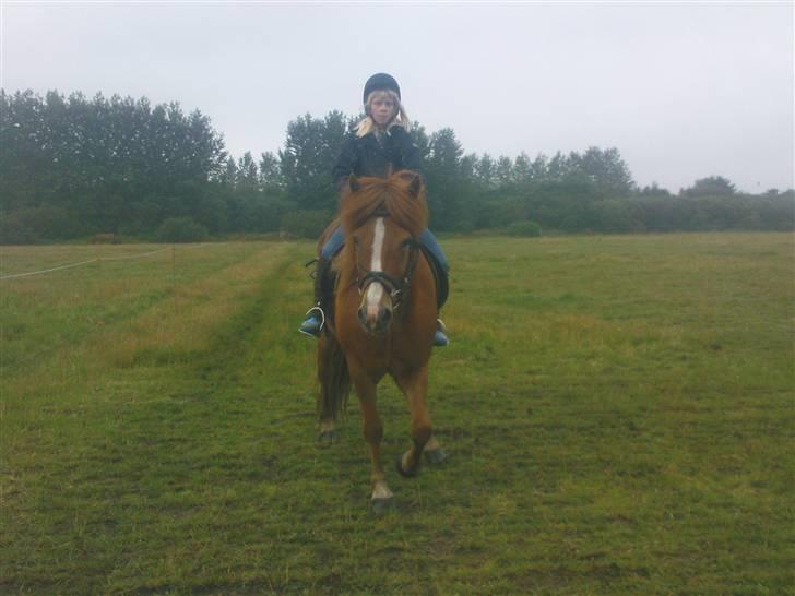 Islænder Iði  x-part billede 8