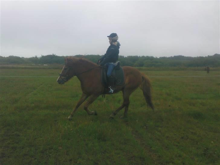 Islænder Iði  x-part billede 9