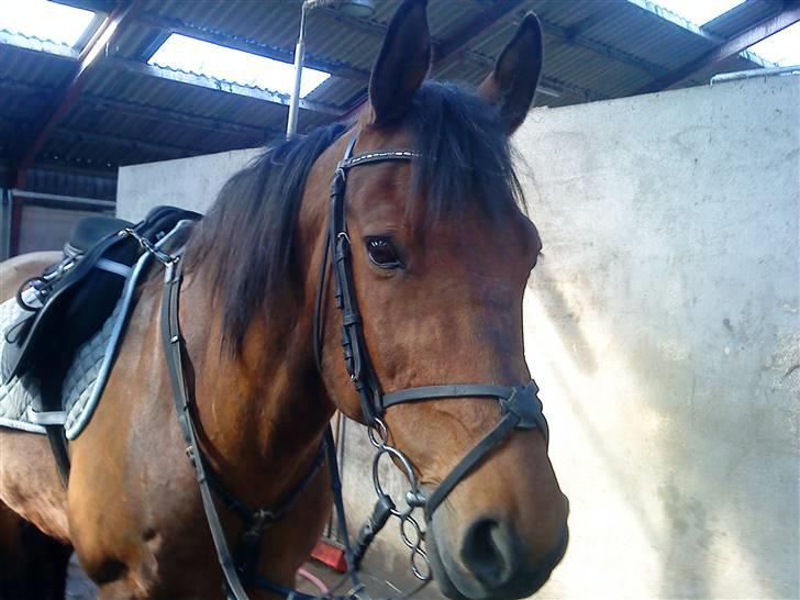 Anden særlig race Major - Så er vi sgu klar til at hoppe ;D billede 6