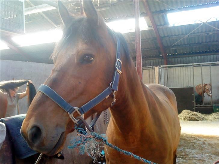 Anden særlig race Major - Der kommer en med godbider ;D billede 7