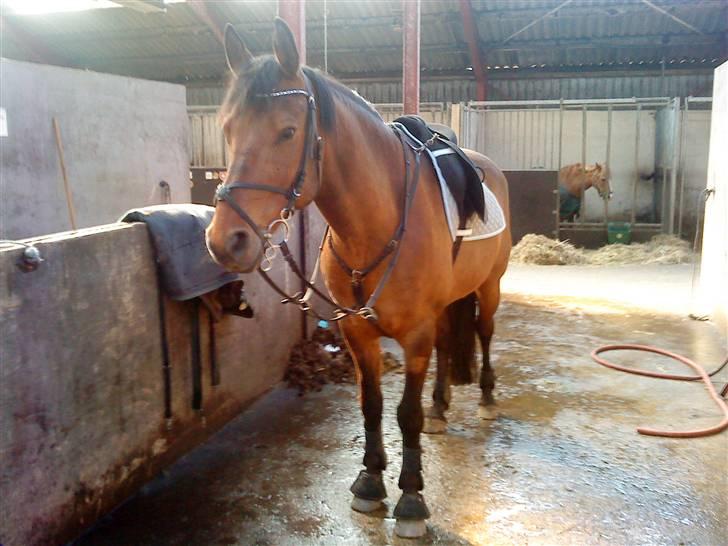 Anden særlig race Major - Jaaa der skal arbejdes..,  billede 8