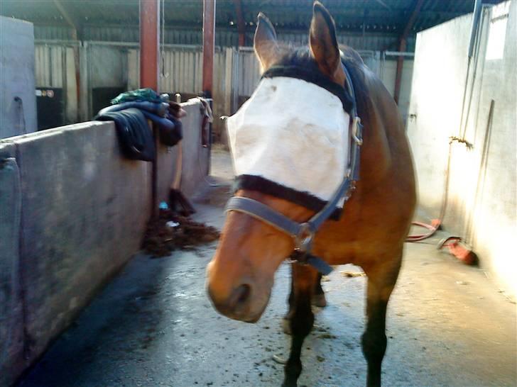 Anden særlig race Major - Jaa er ikke meget for han skal have den på, meeen ellers får han øjnbetændelse..,  billede 9