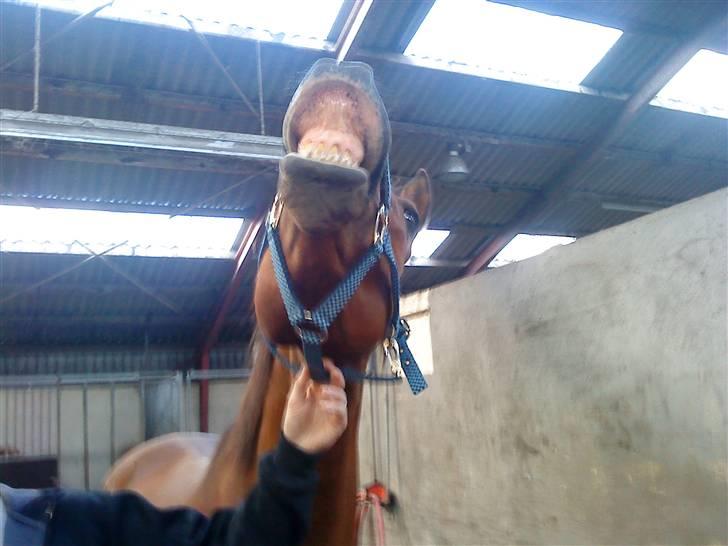 Anden særlig race Major - Orrrv kan i så lade hver med at vaske min næse..,  billede 10