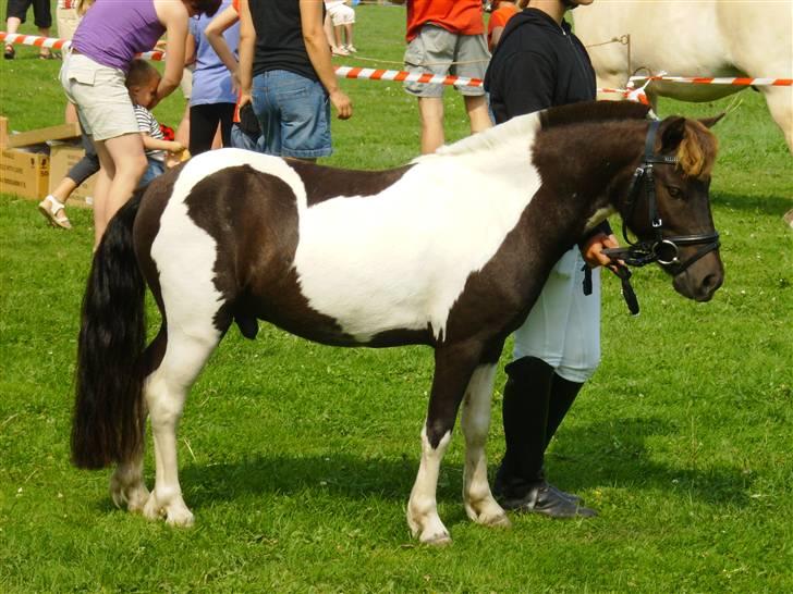 Shetlænder tornado *solgt* - tornado på dyrskue. tak katrine fordi du ville stille ham op. super flot gået. billede 19