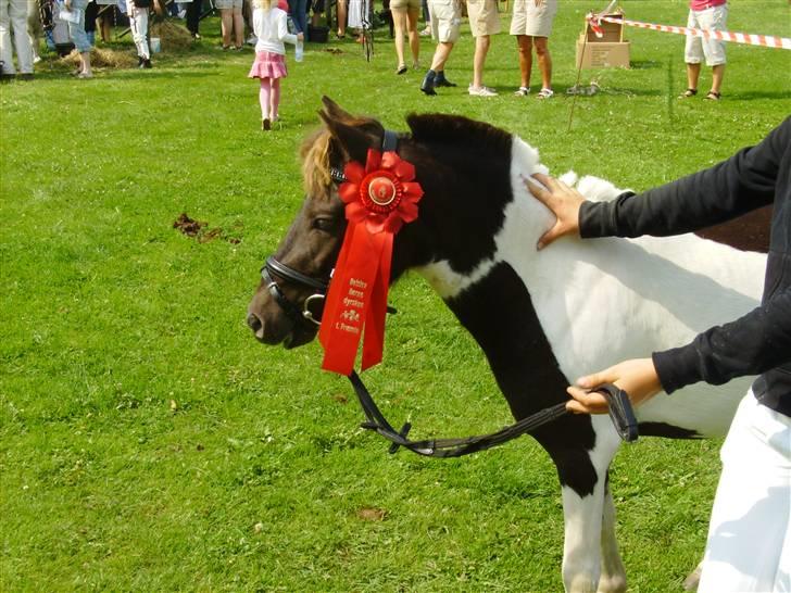 Shetlænder tornado *solgt* - tornado på dyreskue tak til katrine som ville stille min skønne pony op for mig. blev nummer fire ud af 31 heste billede 20