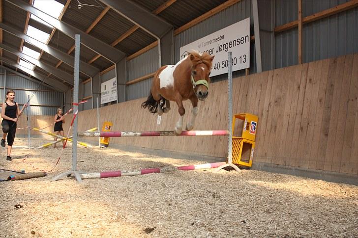 Shetlænder victor - victor kan flyve XD billede 7