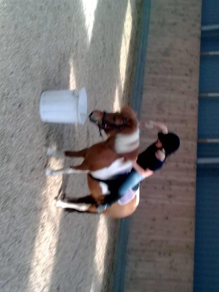 Shetlænder victor - victor der kigger ned i spanden for at se om der er noget spændende i den billede 8