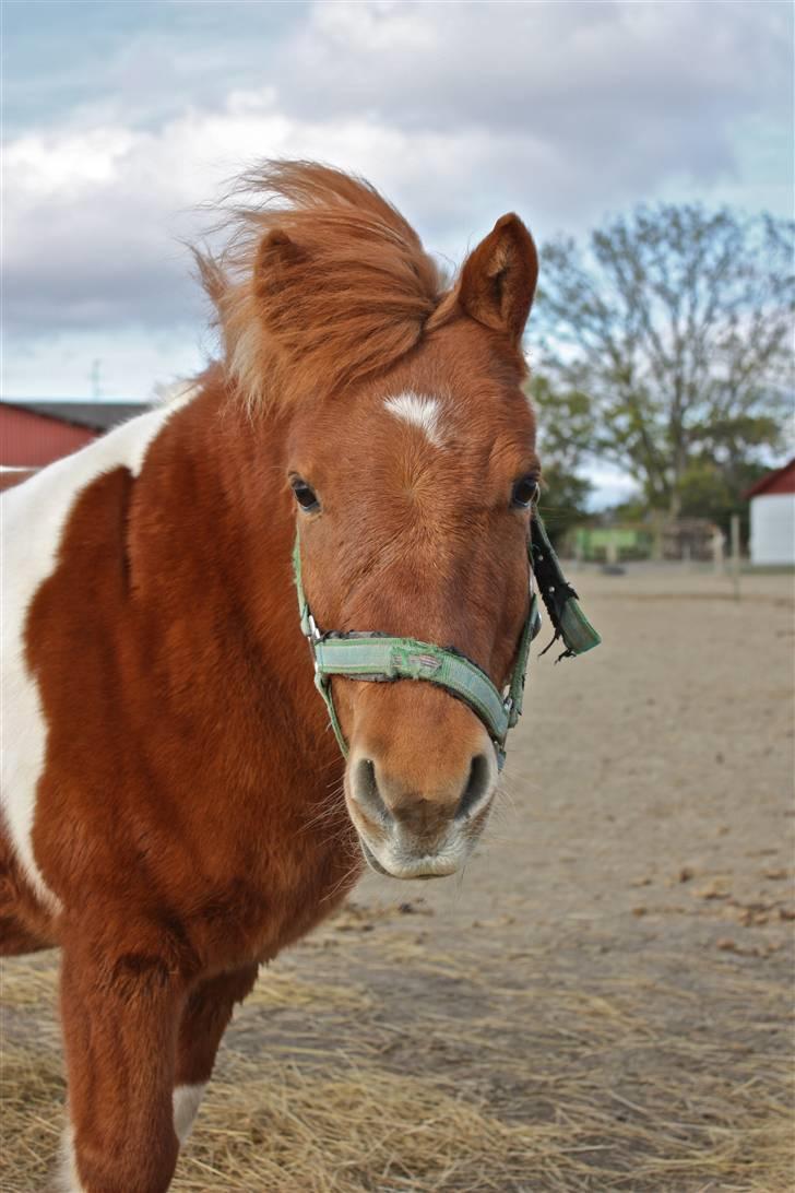 Shetlænder victor - XD billede 9